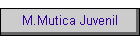 M.Mutica Juvenil